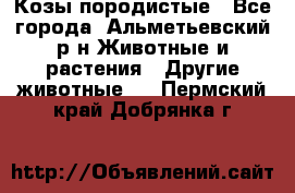 Козы породистые - Все города, Альметьевский р-н Животные и растения » Другие животные   . Пермский край,Добрянка г.